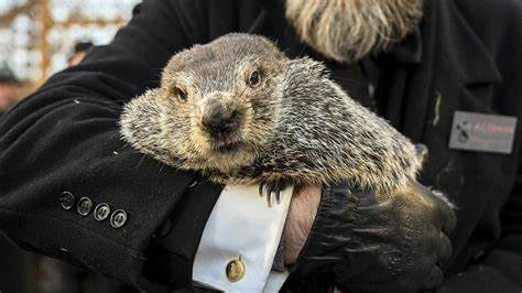 PETA proposes a ‘weather reveal' cake for Groundhog Day in place of Punxsutawney Phil - Yahoo News