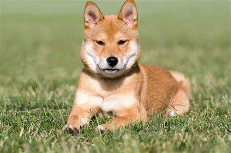 What Is Baby Doge Coin (BABYDOGE)? - The Motley Fool