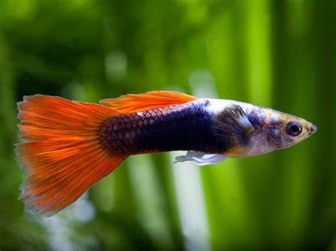 TOP-20 des poissons d’aquarium les plus populaires : des guppys 