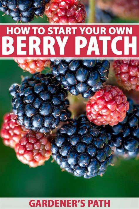 From Scratch: Berry Patch