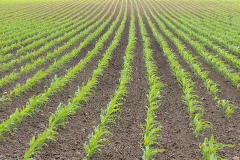 Corn Pulls Back on Monday, Ignoring Export Business