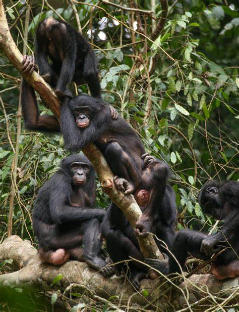 Female bonobos keep males in check – not with strength, but with solidarity