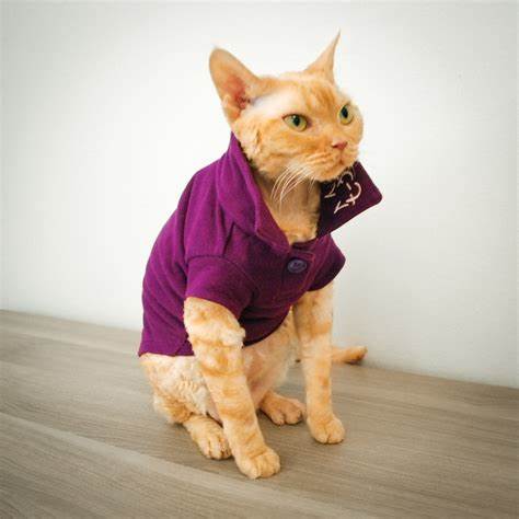 Cat Fashion