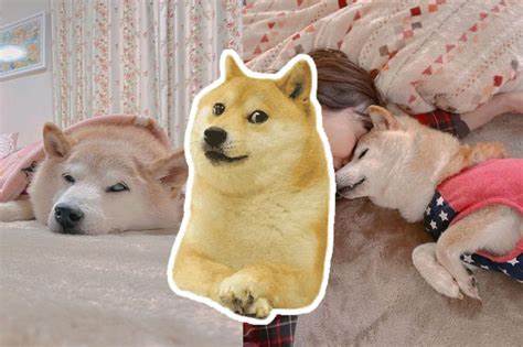 Kabosu, Dog Behind ‘Doge’ Meme And The Face Of Dogecoin, Dies At 18 - Yahoo Lifestyle Australia