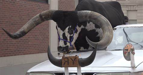 Man pulled over for driving with huge bull riding shotgun in Nebraska - Yahoo! Voices