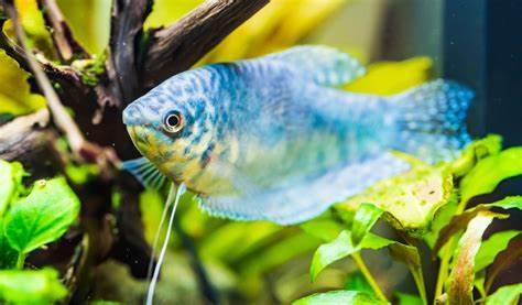 25 petits poissons d’aquarium pour votre aquarium d’eau douce