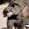 Chimpanzees consume equivalent of a beer a day in alcohol from fermented fruit