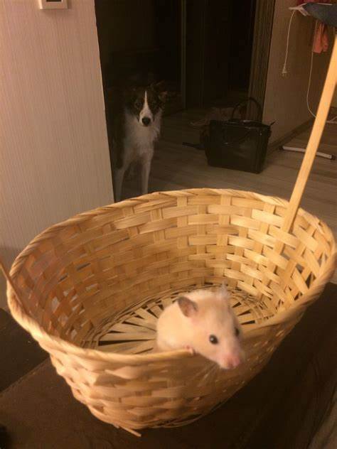 playing hide and seek : r/hamsters - Reddit