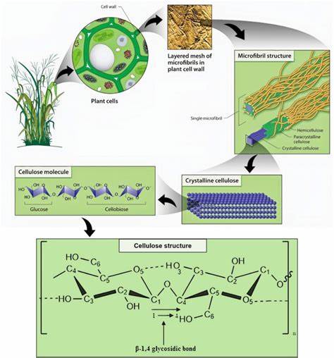 Cellulose Synthesis in Cyanobacteria Compared to Bacteria and Plants