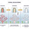 What Causes Coral Bleaching?