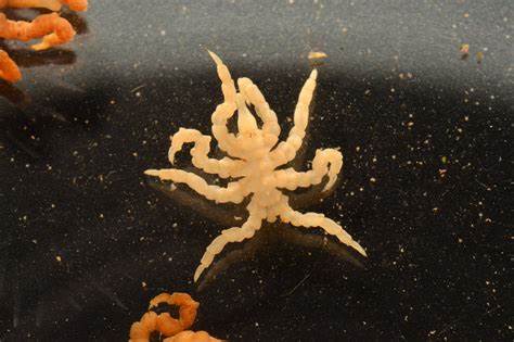Sea Spiders Lack a Key Body Part and a Missing Gene Could Explain Why