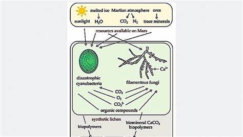 Biomineralization Self-Growing Building Blocks for Habitat Outfitting on Mars