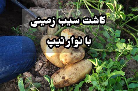 کاشت سیب زمینی| باغچه| عمق کشت و برداشت | سرو شیمی