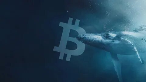 Fresh Bitcoin whales invest over $100 billion, signaling market transformation - CryptoSlate