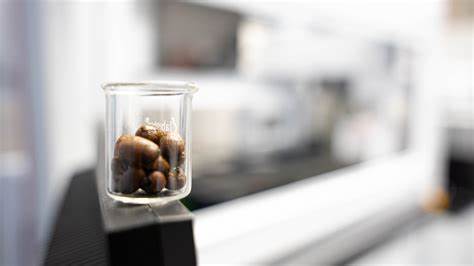 Study links caffeine intake to decreased antibiotic potency in common bacteria