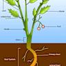 Plants monitor the integrity of their barrier by sensing gas diffusion
