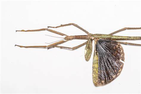 Giant stick insect species discovered in rainforests of Far North Queensland