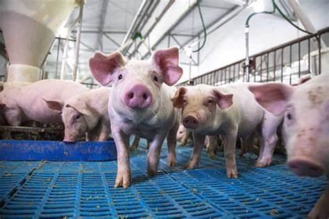 Lean Hogs Are Starting to Stumble. Are Prices Set to Fall?