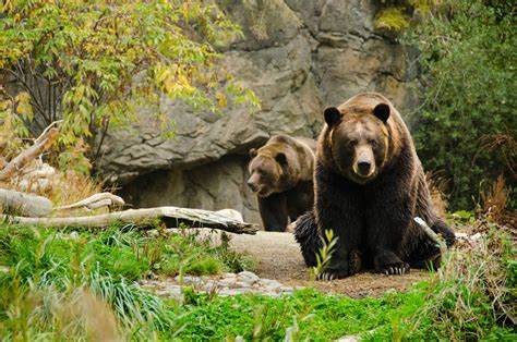 Animals at Woodland Park Zoo - Woodland Park Zoo Seattle WA