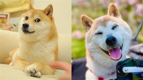 The Shiba Inu that became meme famous as the face of dogecoin has died. Kabosu was 18 - The Associated Press