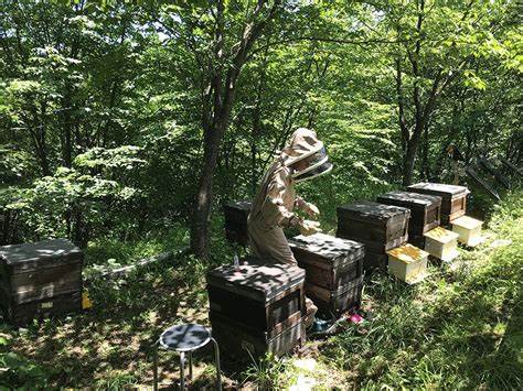 Fukushima Insects Tested for Cognition