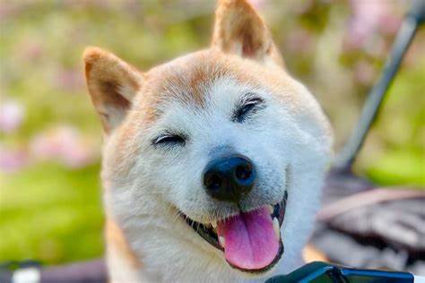 Celebrate Doge Day 2024 In Japan: Honoring Kabosu, The Iconic Doge Meme, And Setting A World Record