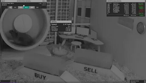 Mr Goxx, the crypto-trading hamster beating human investors - BBC