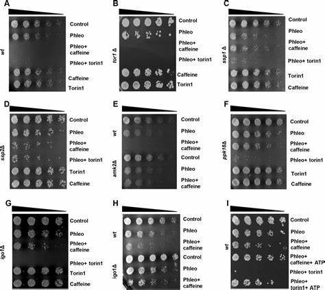 Cell cycle regulation, DNA damage and lifespan effects of caffeine in yeast