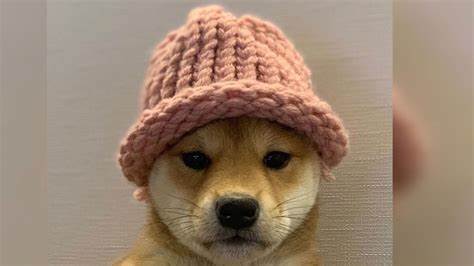 Solana Traders Double Down on DOGE after Meme Season Returns: This Viral Crypto Could Be Next in Line - Coinspeaker