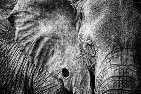 How Long Do Elephants Live? A Lumbering Lifespan - Africa Freak