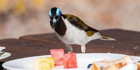 Bunte Vögel in der Stadt: Vogelarten, die erfolgreich Städte besiedeln 