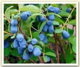 Borealis Honeyberry – penseberryfarm.com