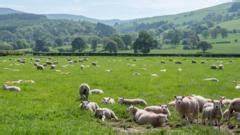 How cow poo is powering crypto mining - BBC