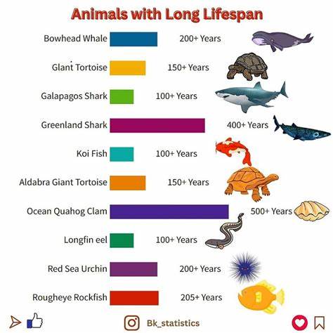 Why do animals have such different lifespans? [video]