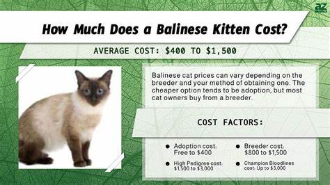Cats Price Drops 11% – Will the Market Momentum Shift?