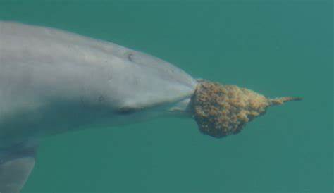 Some Australian dolphins use sponges to hunt fish, but it's harder than it looks