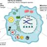 Hallmarks of cellular senescence: biology, mechanisms, regulations