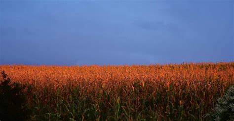 Corn Slips Lower on Wednesday