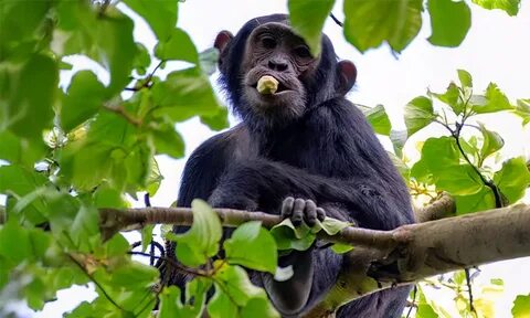 We Owe It All to Figs