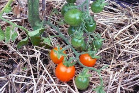 Something Is Happening to Tomatoes Growing on the Galápagos Islands