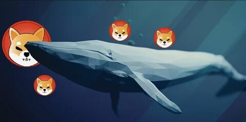 Shiba Inu whales show caution: Could this be SHIB’s market bottom? - AMBCrypto News