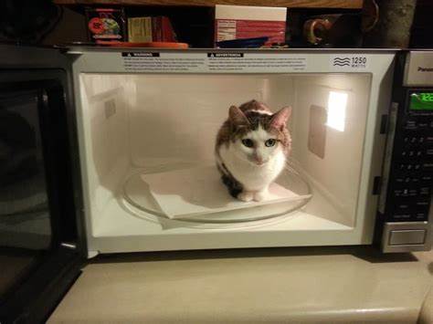 Show HN: Microwave Kittens