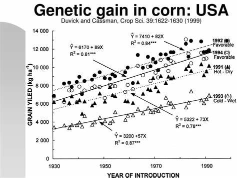 Corn Gives Back Gains as Crop Ratings Hold Steady