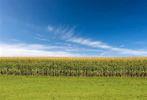 Corn Extends Monday Bounce into the Close