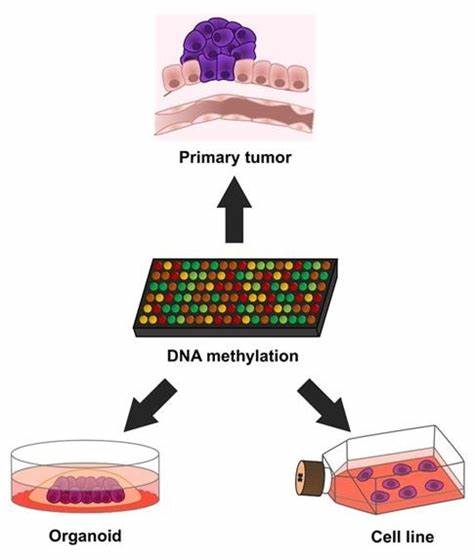 Newly Discovered 'Hyperaccessible' DNA State May Revolutionize Cancer Treatment