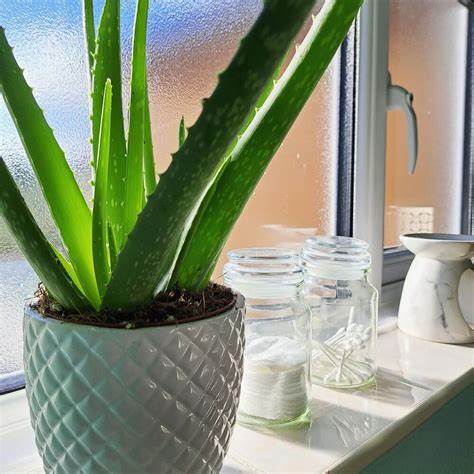 Vastu Shastra Secrets: Why Aloe Vera is a must-have for your home’s positive energy