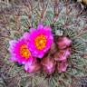 Colorado hookless cactus thrives, exits endangered species list