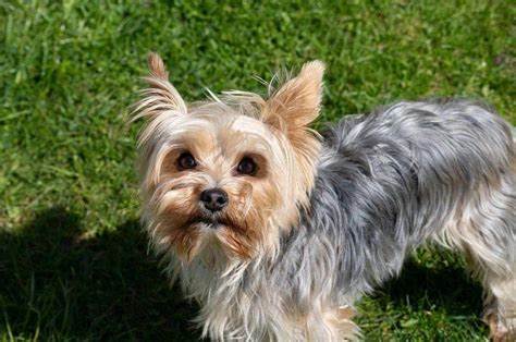 How Can I Tell the Age of My Yorkshire Terrier?