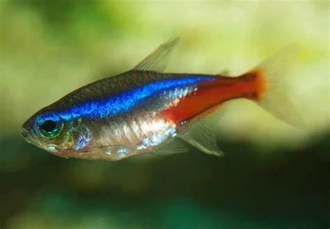 Les meilleurs poissons d'aquarium pour les débutants : Des choix qui 