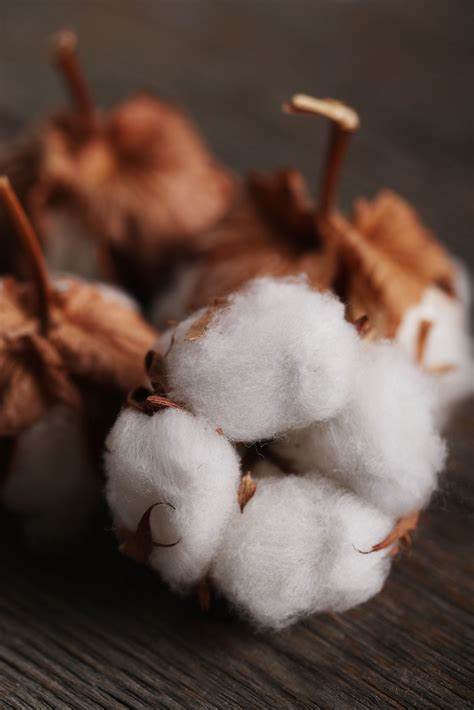 Cotton Heads Lower into the Weekend